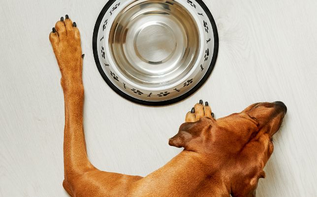 Einstiegsschutz Auto Hund: So bleibt dein Auto sauber und dein