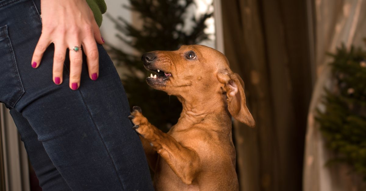 Hund Bellt Autos An Und Rennt Hinterher Hund bellt Autos und Fahrräder an: Was steckt dahinter