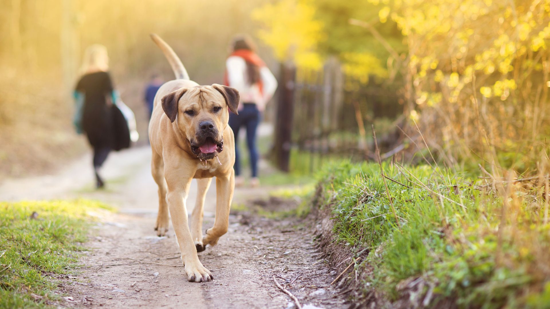 Hund Bellt Autos An Und Rennt Hinterher Hund bellt Autos und Fahrräder an: Was steckt dahinter
