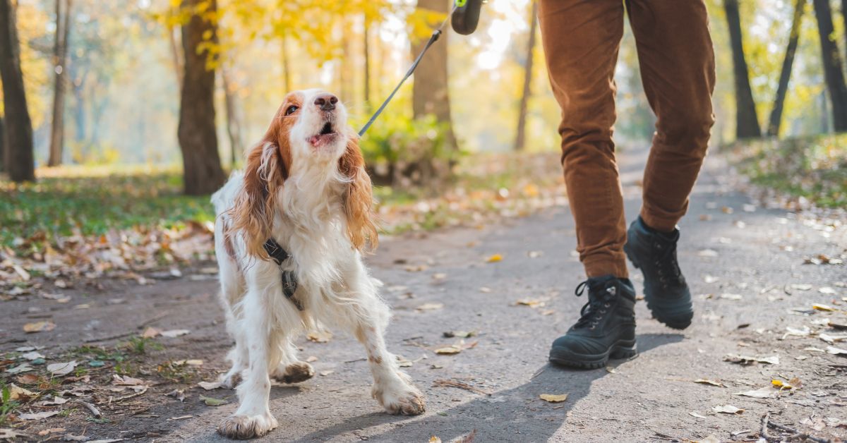 Hund Bellt Autos An Und Rennt Hinterher Hund bellt Autos und Fahrräder an: Was steckt dahinter