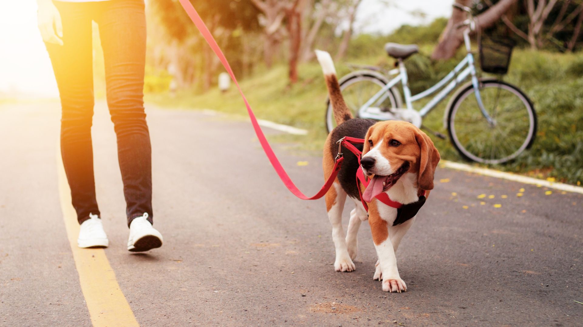 Hund Bellt Autos An Und Rennt Hinterher Hund bellt Autos und Fahrräder an: Was steckt dahinter