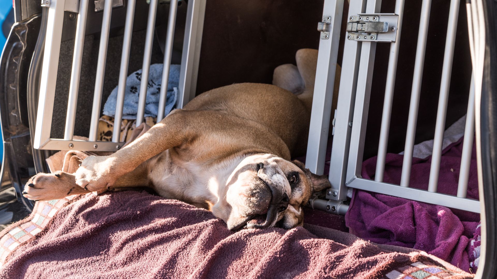 Transportbox Hund Auto Rücksitz So reist dein Vierbeiner sicher und bequem mit
