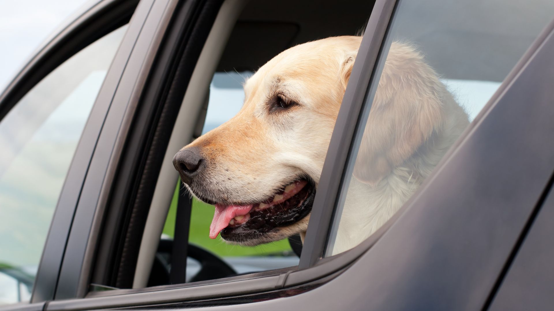 Sonnenschutz Auto Hund: So schützt du deinen Vierbeiner im Sommer