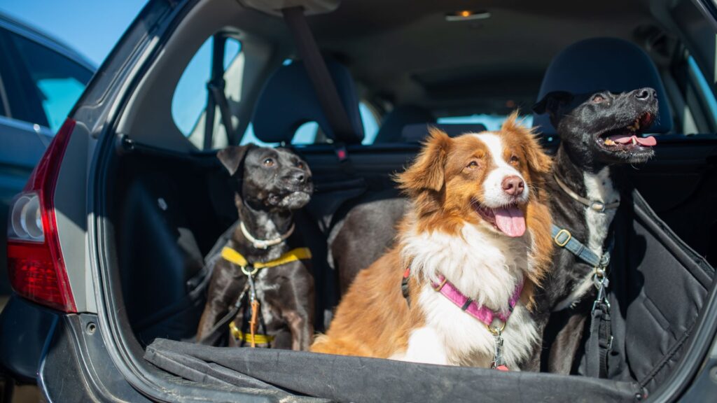 Sonnenschutz Auto Hund: So schützt du deinen Vierbeiner im Sommer