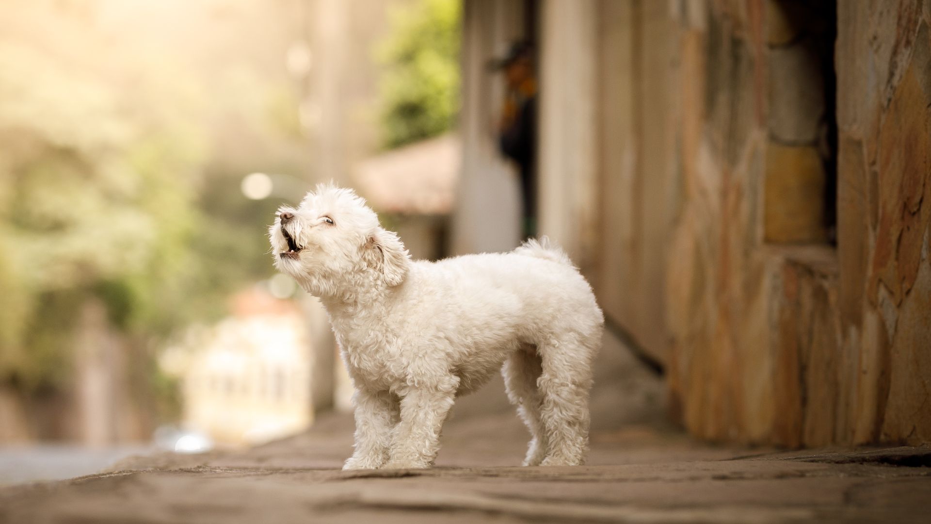 Hund Bellt Autos An Und Rennt Hinterher www.sicherehundewelt.de