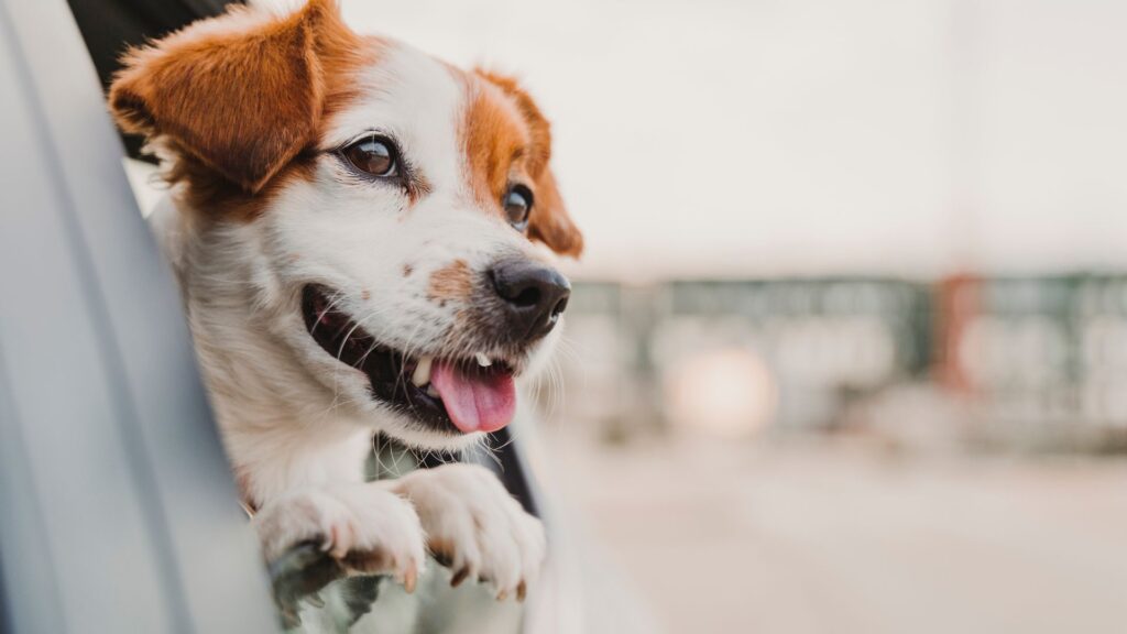 Sonnenschutz Auto Hund: So schützt du deinen Vierbeiner im Sommer