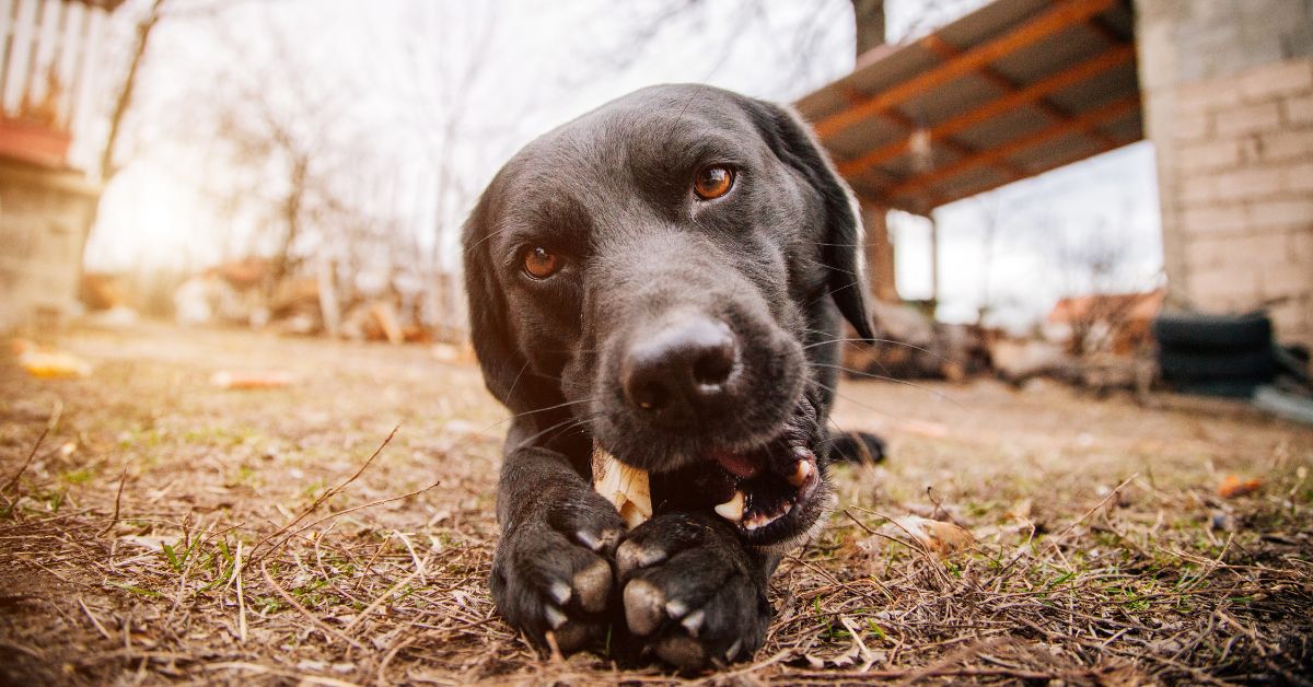 Hund frisst Holz beim Spaziergang Was steckt dahinter? sicherehundewelt.de