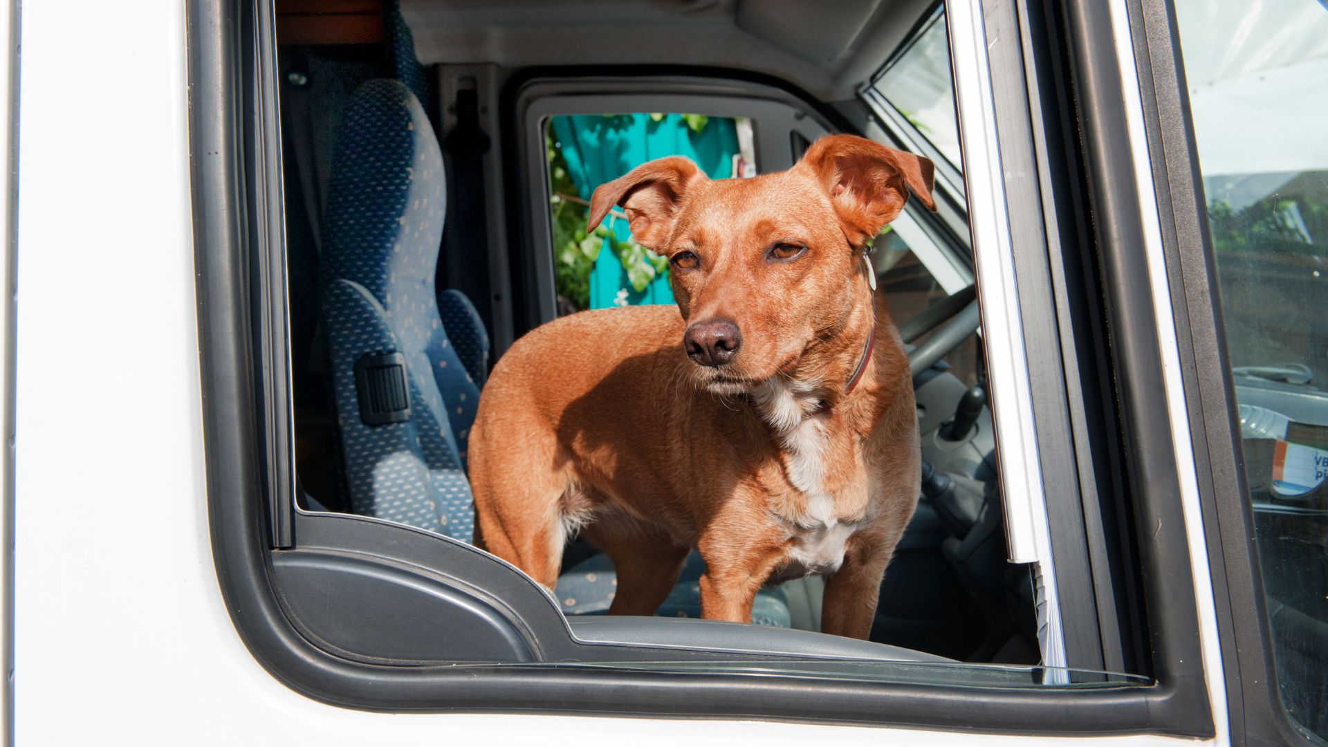 Passen 2 Meter Ins Auto Hund ins Auto heben - So geht's richtig! - sicherehundewelt.de