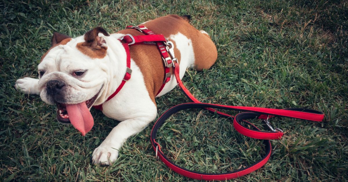 Hund legt sich während Spaziergang hin Was steckt dahinter? sicherehundewelt.de