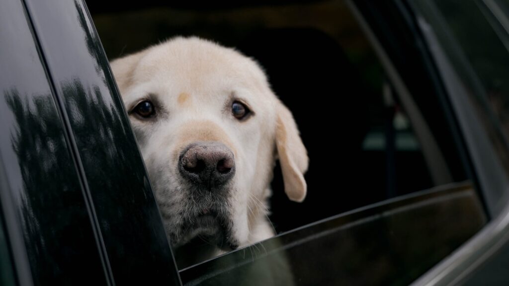 hund an auto gewöhnen