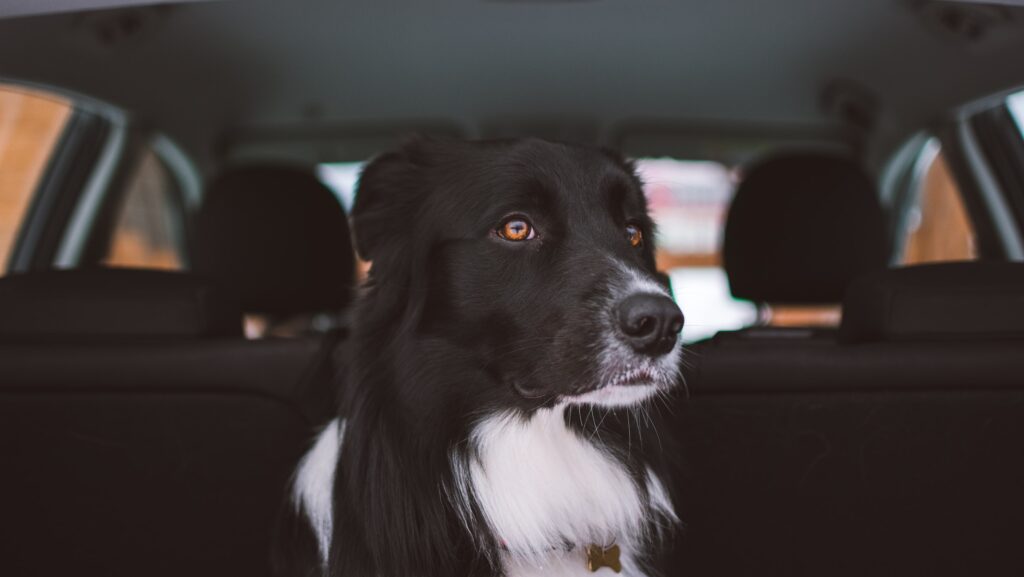 Darf ein Hund im Auto vorne sitzen? Alles, was du wissen musst. 
