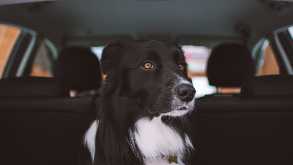 darf Hund vorne sitzen