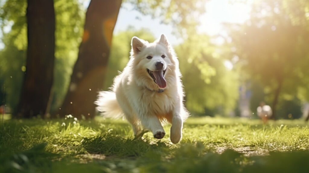 spaziergang hund wie lange